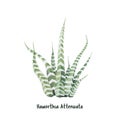 Hand drawn haworthia attenuata zebra Plant Royalty Free Stock Photo