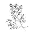 Hand drawn hawthorn with berries and blossoms