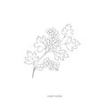 Hand drawn hawthorn flower.Plant design elements. Royalty Free Stock Photo