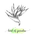 Hand drawn heliconia sketch. Floral background with blooming bird of paradise flowers isolated on white. Vector