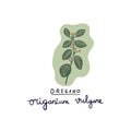 hand drawn herb oregano vector illustration.