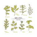 Hand drawn herbs and spices collection. Green fresh seasonings isolated on white