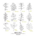 Hand drawn herbs and spices collection. Outline style seasonings