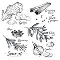 Hand drawn herbs, spices and condiments set. Vector ginger, cinnamon, anise, olive oil, rosemary and garlic icons Royalty Free Stock Photo