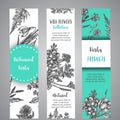 Hand drawn herbs and wild flowers banners Vintage collection of Plants Vector illustrations in sketch style herbal