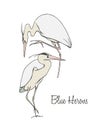 Hand drawn herons
