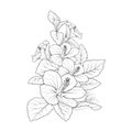 hand-drawn hibiscus illustration, natural leaf collection, pencil sketch coloring book, and page.Wildflowers leaf of branch