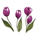 Beautiful set of elegant purple tulips.