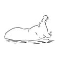 Hand drawn hippo hippopotamus . Sketch, vector illustration. wild animal