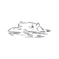 Hand drawn hippo hippopotamus . Sketch, vector illustration. wild animal