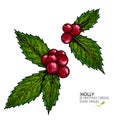 Hand drawn holly. Vector colored illustration. Christmas greenery. Engraved berries and leaves isolated on white Royalty Free Stock Photo