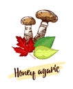 Hand Drawn Honey Agaric Mushrooms