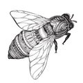 Hand Drawn Honey Bee In Zentangle Style.