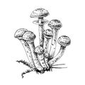 Hand drawn honey fungus