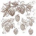 Hand drawn hops collection isolated on white. vector hop illustration with leaves, branches and cones in engraving Royalty Free Stock Photo