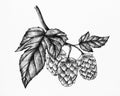 Hand-drawn hops, flavouring and stability agent in beer
