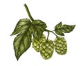 Hand-drawn hops, flavouring and stability agent in beer