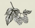 Hand-drawn hops, flavouring and stability agent in beer