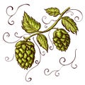 Hand drawn hops plant illustration isolated on white. vector hop on a branch with leaves and cones in engraving vintage Royalty Free Stock Photo