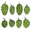 Hand drawn Hops set Royalty Free Stock Photo