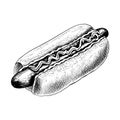 Hand drawn hot dog sketch, draft drawing on white background, vintage etching. Vector food illustration Royalty Free Stock Photo