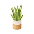 Hand-drawn Houseplant in Pot Isolated on White Background. Potted Plants Vector Illustration.