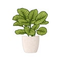 Hand-drawn Houseplant in Pot Isolated on White Background. Potted Plants Vector Illustration.