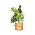 Hand-drawn Houseplant in Pot Isolated on White Background. Potted Plants Vector Illustration.