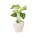 Hand-drawn Houseplant in Pot Isolated on White Background. Potted Plants Vector Illustration.