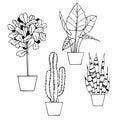 Hand drawn houseplants. Vector sketch illustration. Royalty Free Stock Photo