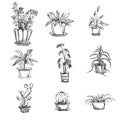 Hand drawn houseplants in pot set. Plant art graphic, element floral houseplant. Vector illustration. Royalty Free Stock Photo