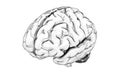 Hand drawn human brain - 3d side view Royalty Free Stock Photo
