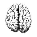 Hand drawn human brain Royalty Free Stock Photo