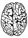 Hand drawn human brain Royalty Free Stock Photo