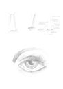 Hand drawn human eye and nose icon illustration, brush drawing grey sign, original hand-painted eye isolated on white Royalty Free Stock Photo