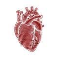 Hand drawn human heart drawing illustration reverse colors and outline Royalty Free Stock Photo