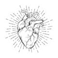 Hand drawn human heart with sunburst anatomically correct art. Flash tattoo or print design vector illustration Royalty Free Stock Photo