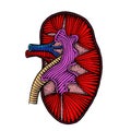 Hand drawn human kidney drawing illustration colored Royalty Free Stock Photo