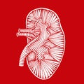 Hand drawn human kidney drawing reverse illustration