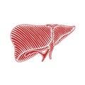 Hand drawn human liver drawing - illustration reverse with out line