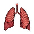 Hand drawn human lung illustration colored Royalty Free Stock Photo