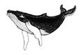 Hand drawn humpback whale isolated on a white background. Vector with animal underwater. Illustration for T-shirt graphics, Royalty Free Stock Photo