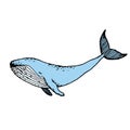 Hand-drawn humpback whale, vector illustration Royalty Free Stock Photo