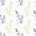 Hand drawn hyssop branch flowers stylized