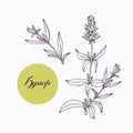 Hand drawn hyssop branch with leaves isolated