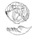 Hand drawn iceberg lettuce. Vector sketch illustration. Royalty Free Stock Photo