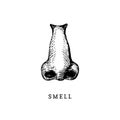 Hand drawn icon of human sense of Smelling in engraved style. Vector illustration of nose