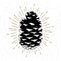 Hand drawn icon with a textured fir cone vector illustration Royalty Free Stock Photo