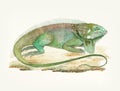 Hand drawn iguana herbivorous lizard