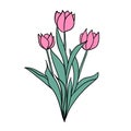 Hand drawn illsutration of two wild flowers rose tulip. Green leaves branch, pink flower floral petal blossom bloom